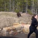 bear
